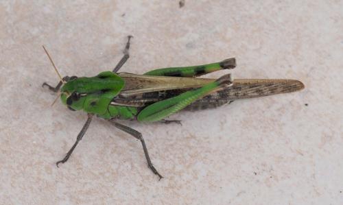 Réf. 269 601 : Locusta migratoria